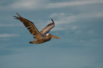 Brown pelican fly over sea.