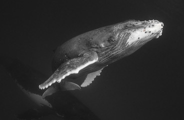 Humpback whale underwater view at Vava'u Kingdom of Tonga.