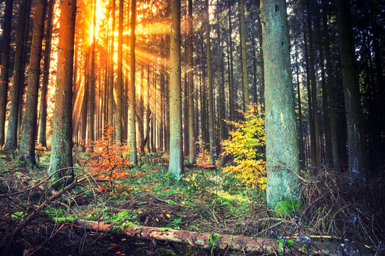 Fototapeta Autumn landscape with sunset in forest