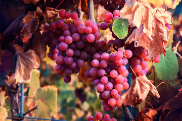 Autumn vineyards and organic grape on vine branches