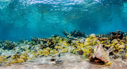 Underwater coral reef scene, Gardens of the Queens, Cuba.