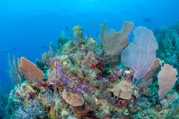 Underwater coral reef scene, Gardens of the Queens, Cuba.
