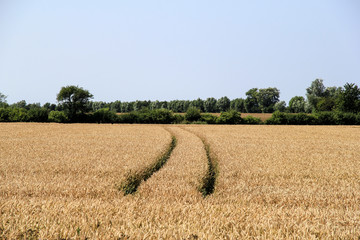 Weizenfeld