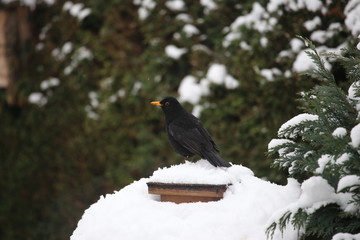 Amsel, männlich