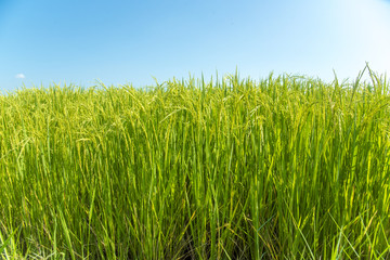 Green rice fields , Paddy jasmine rice farm in Thailand