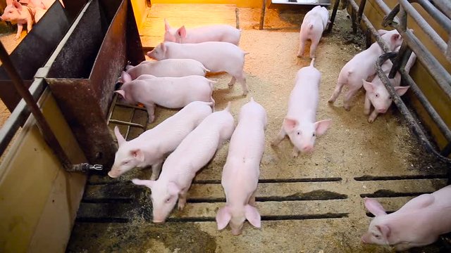 Industrial Farm. Group of White Cute Little Pigs in Enclosure. Pigs Eating From the Trough, Walking, Playing. Brightly Lit Corner. Metal Fence
