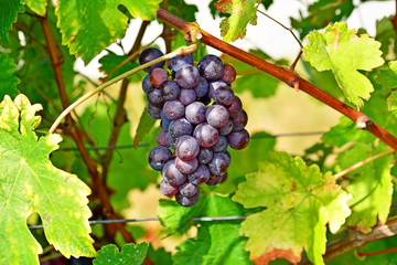 Blaue Weintrauben am Rebstock