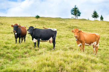 Cows on the green field