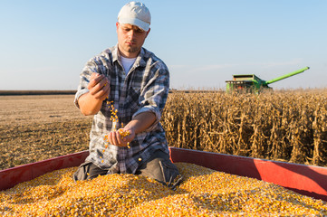 Young farmer holding ripe corns