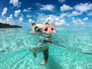 Wild, swiming pig on Big Majors Cay in The Bahamas - 122490643