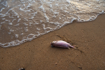 dead fish on the sand beach at sunset time.