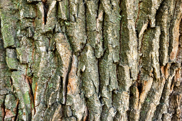 Oak bark texture