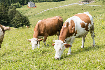 Fototapeta na wymiar Cattle summer grazing