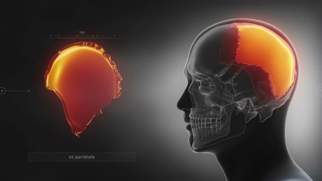 Black skull x-ray animation parietal bone - os parietale