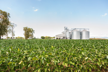 Soybean field in a sunny day.In background ,blurred any silos.