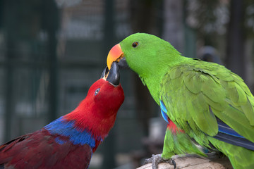Beautiful Amazon parrot