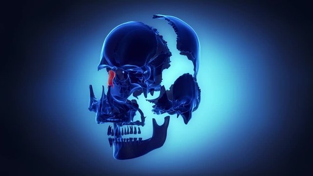 Skull bones in x-ray exploration