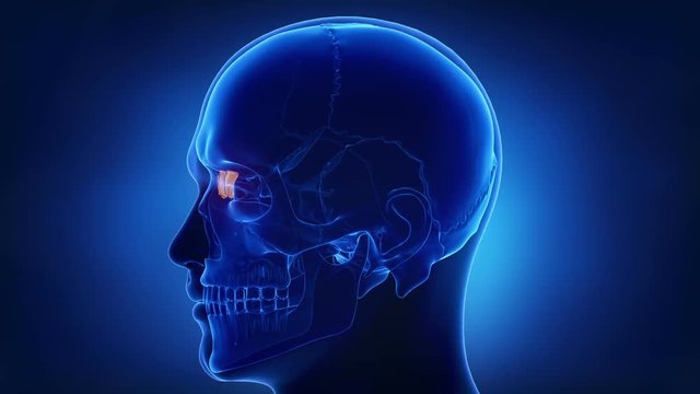 Blue x-ray skull animation - LAcrimal bone - os lacrimale