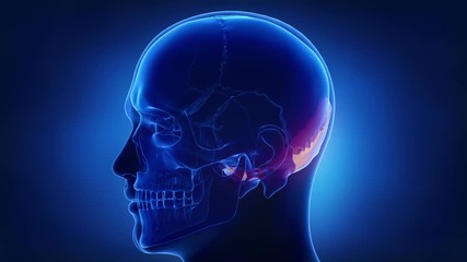 Blue x-ray skull animation - Occipital bone - os occipitale