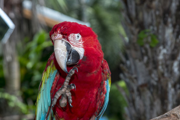 Red-and-green Macaw