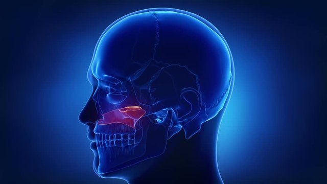Blue x-ray skull animation -