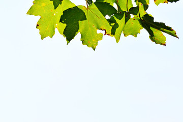 Herbstblätter vor weißem Hintergrund