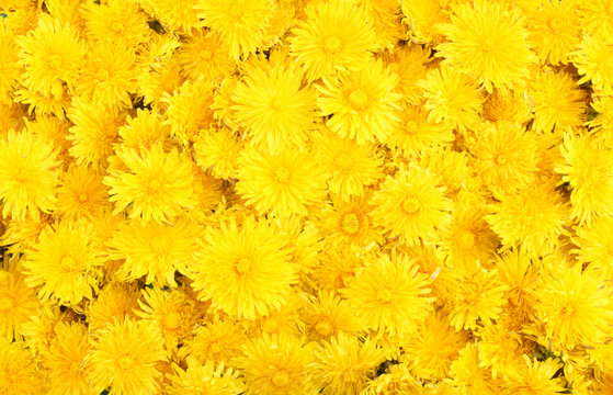 Fototapeta Dandelion background