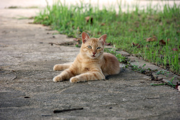 こっちをみあげる猫