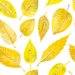 Fototapeta premium Yellow autumn leaves