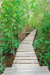 Fototapeta premium Wood path over river and through tropical forest