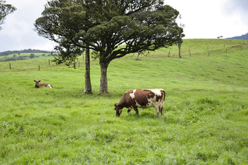 The cow pasture