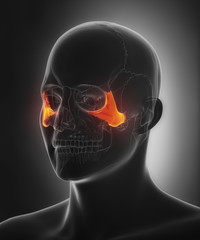 Zygomatic bone - os zygomaticum
