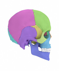 Human skull with colorized skull bone parts lateral view