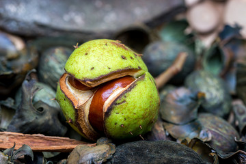Herbst Deko - Kastanien