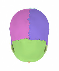 Human skull with colorized skull bone parts