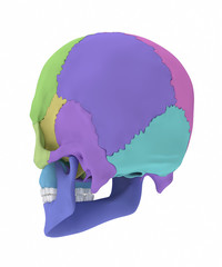 Human skull with colorized skull bone parts