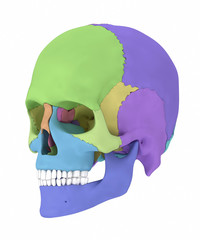 Human skull with colorized skull bone parts © CLIPAREA.com