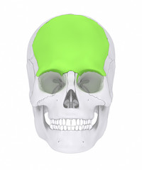 Frontal bone - os frontale