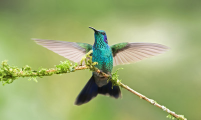 Green violetear or Mexican violetear hummingbird (Colibri thalassinus) spreading its wings while perched on a branch in Costa Rica © Jim Cumming
