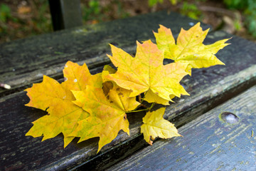 Naklejka na ściany i meble Gelbe Ahornblätter im Herbst