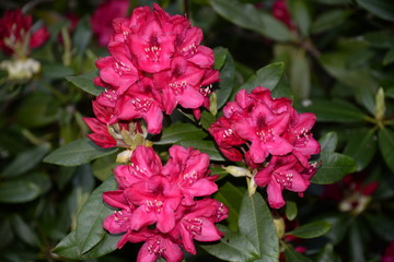 Rhododendron