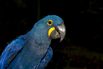 Naklejka na ściany i meble Close up hyacinth macaw, Beautiful macaw Hyacinth Macaw feathers (Anodorhynchus hyacinthinus)