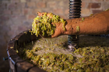 Farmer keep in his hand white must of a wine press