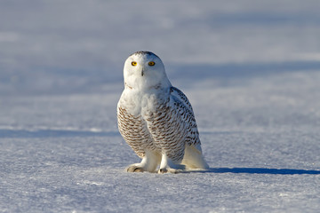 A Snowy owl (Bubo scandiacus) casts a long shadow on a snowy field in Canada
