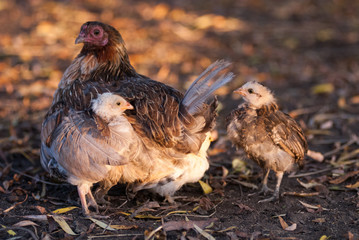 Poussin