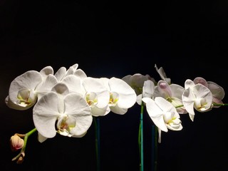 Fototapeta na wymiar Orchids White