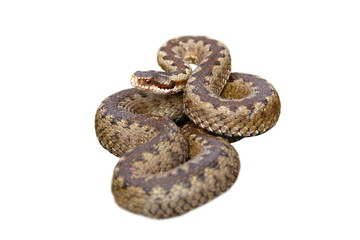 european common viper on white background