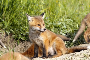 european fox cubs near the den