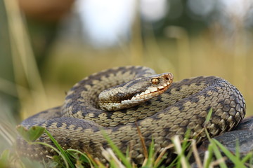 european viper on mountain meadow