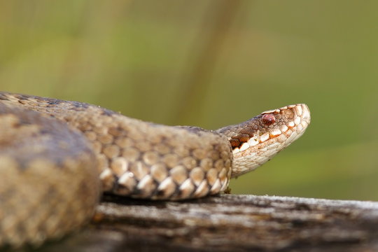 close up of female  Vipera berus